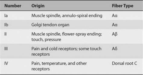 Nerve fibers - Classification | Epomedicine