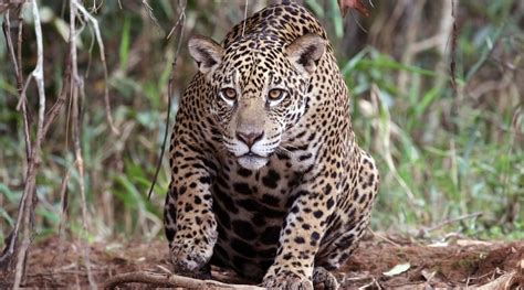 De jaguar: onmisbaar in de Amazone | Natuurwijzer