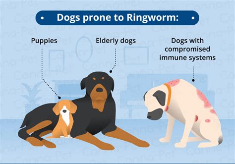 Ringworm In Dogs: Causes, Signs, Treatment Canna-Pet®, 50% OFF