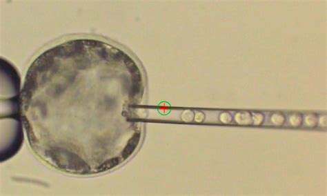 Researchers create first viable hybrid human-pig embryo