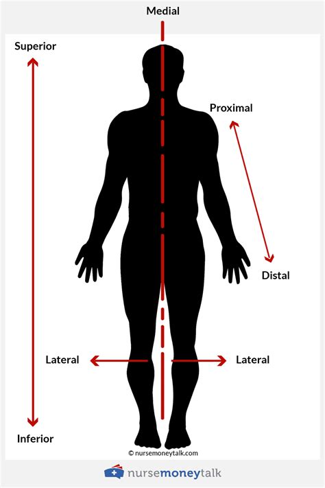 Proximal vs Distal (Examples, Diagram) - Nurse Money Talk