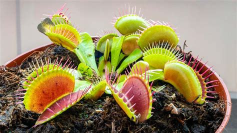 Cómo cuidar una planta carnívora