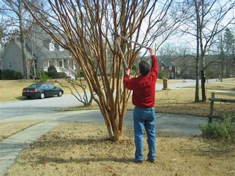 Pruning Crepe Myrtle 101: All You Need to Know | Pruning crepe myrtles ...