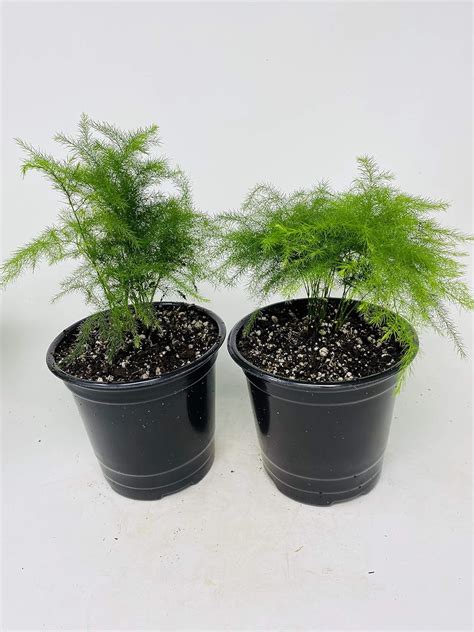 Asparagus Fern Indoor Plant Care – A Complete Guide - Gardening Dream