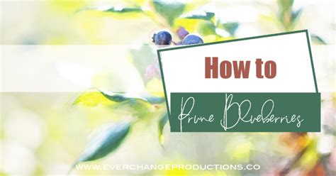 How to Prune Blueberries