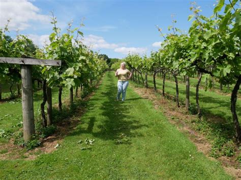 Llanerch Vineyard - Hensol, Vale of Glamorgan | The Rare Welsh Bit