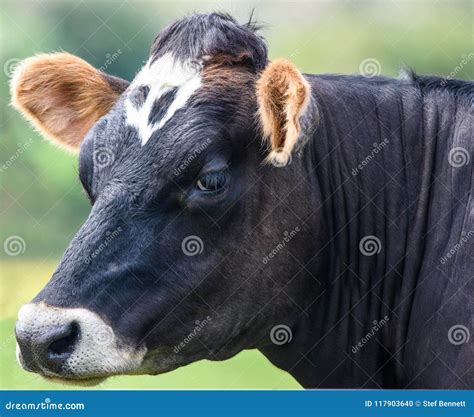 Cow, face close up stock photo. Image of mammals, cows - 117903640