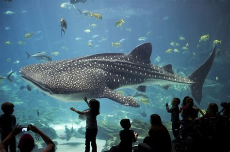 Playful whale shark at Georgia Aquarium