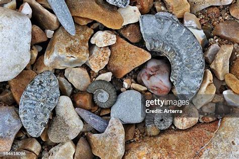 Fossils Lyme Regis Photos and Premium High Res Pictures - Getty Images