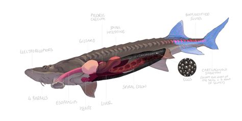 The European and Atlantic Sea Sturgeon Project | Blue Marine