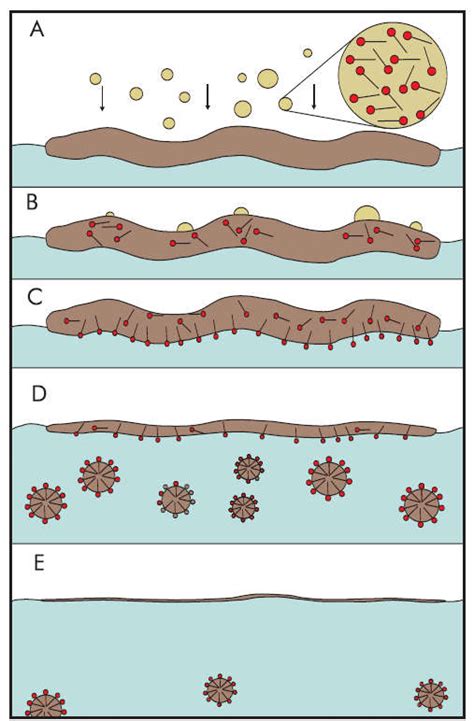 How dispersants work. A) application of the dispersant in fine ...