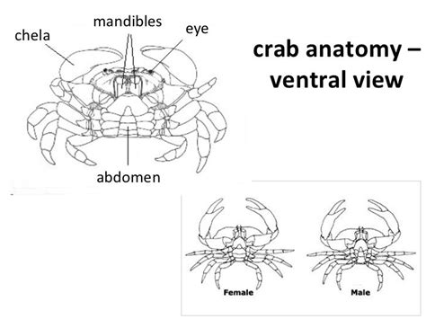 Anatomy Of Crustaceans - Anatomy Book