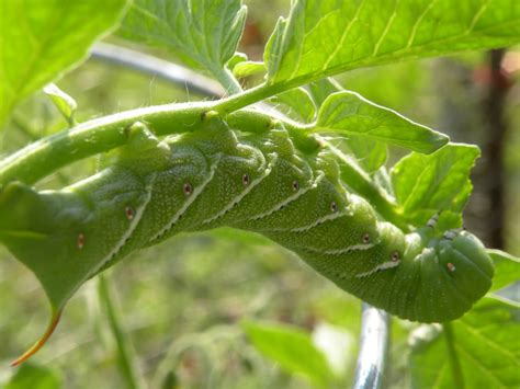 Mary's Louisiana Garden: Tomato Hornworm