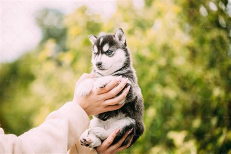 Funny Husky Puppy Dog - Stock Photos | Motion Array