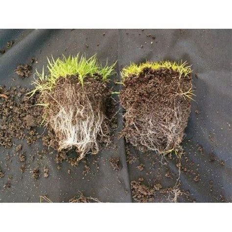 Mycorrhizal Fungi at ₹ 173/kilogram | Vesicular Arbuscular Mycorrhiza ...