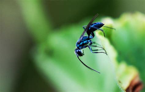 Blue Wasp Photograph by Joe Emiola