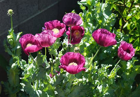 Beautiful Bright Purple Poppy Flower 120 Seeds - Etsy