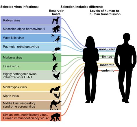 Frontiers | The pathogenesis of zoonotic viral infections: Lessons ...