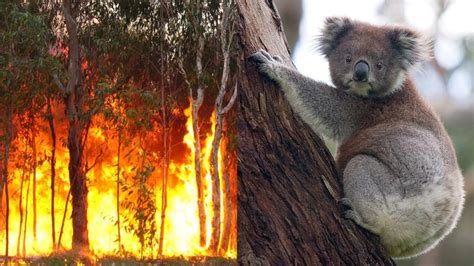 koala en feu Archives - La Rando: Magazine Randonnée, Trekking ...