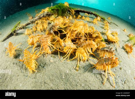 Freshwater isopods (Acanthogammarus victorii) feeding on seabed, Lake ...