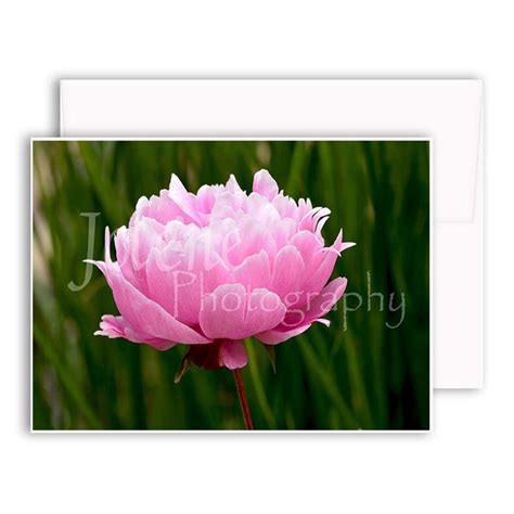 Pink Peony Photo / Flower Photography / Wall Art & Home Decor | Etsy