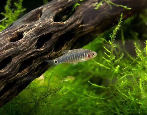 Emerald Dwarf Rasbora (Celestichthys erythromicron) - Tank-Bred!