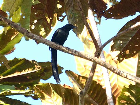 Burung Hitam Putih Ekor Panjang : 12 Daftar Panjang Bulu Ekor Murai ...