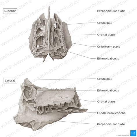 Ethmoid Bone Encyclopedia Learn Anatomy 3D Models, , 59% OFF