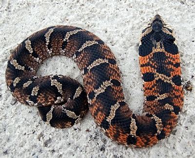 Eastern Hognose Snake | Natural Atlas