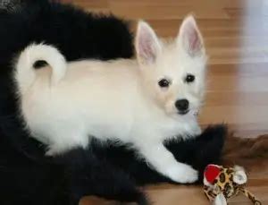 List of Popular Schipperke Mixes With Pictures