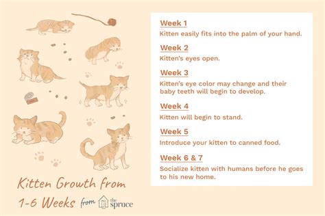 Kitten Development in the First Six Weeks of Life