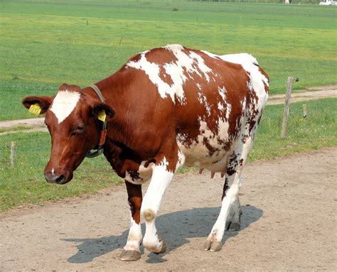 What Is A Roan Cow - All About Cow Photos