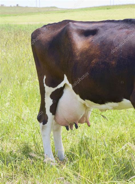 Cow udder Stock Photo by ©aleksask 1597446