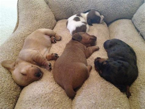 Dachshund puppies sleeping - Teh Cute