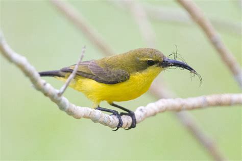 Olive-backed Sunbird Cinnyris jugularis Yellow-bellied Sunbird ...