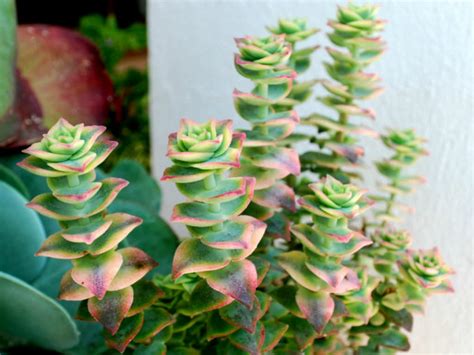 Crassula perforata 'Variegata' - World of Succulents