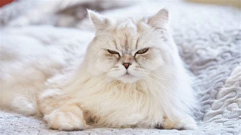 18 White Fluffy Cat Breeds You'll Love To Cuddle With - White Cat Breed ...