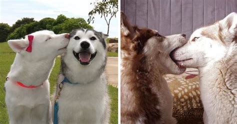 76 Kissing Animals Prove That Kisses Aren’t Just For People | Bored Panda