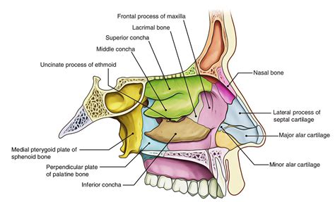 Easy Notes On 【Nasal Cavity】Learn in Just 4 Minutes!