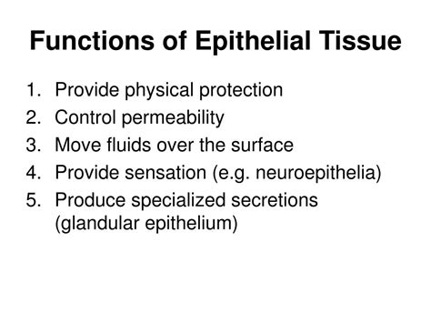 Epithelial Tissue Definition Types Functions Examples