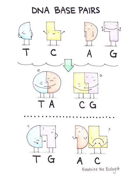 DNA Base Pairs - Beatrice the Biologist