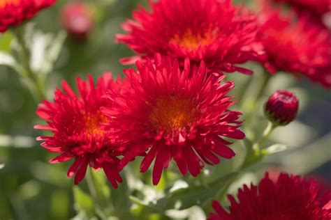 Red Aster Flower Meaning, Symbolism & Spiritual Significance - Foliage ...