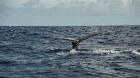 Whale watching in the Azores - Steppes Travel