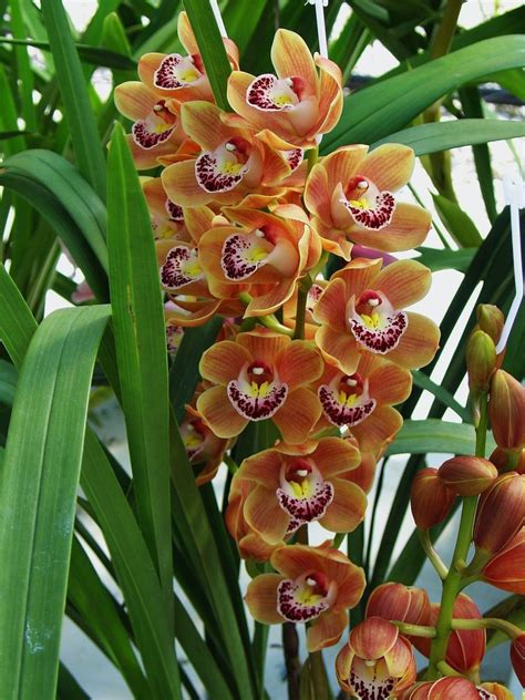 My Orchids Journal: Cymbidium orchids - new flowering season