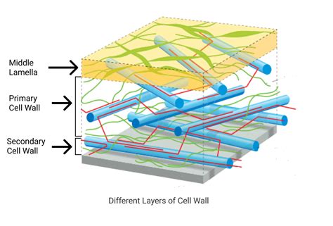 Functions of Cell Walls - Sciencetopia