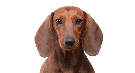 Dachshund Names – 300 Ways To Name Your Wiener Dog