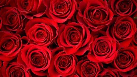 Red Roses Wallpapers - Top Những Hình Ảnh Đẹp