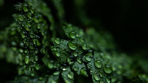 Dark Green Leaves Wallpapers - Top Những Hình Ảnh Đẹp