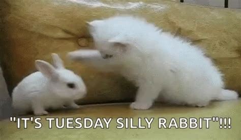 Funny Tuesday GIFs | Tenor