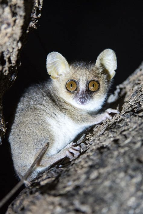 This is the Gray Mouse Lemur! They are one of the smallest primates ...